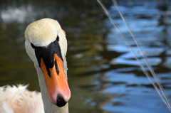 25756139845_cb0523b978_m